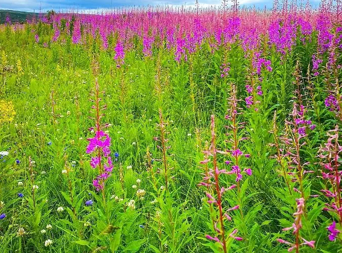 Hotel Lille Chili Eat And Sleep As